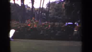 Kauai Hawaii USA (1944): A View Of Big Bushes Trees And Pretty Flowers In A Forest