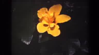 Kauai Hawaii USA (1944): A Blooming Brilliant Orange Flower Waves Gently In The