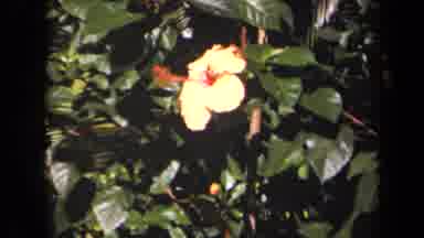Kauai Hawaii USA (1944): Tropical Red Flower And Yellow Flower Moving Softly To