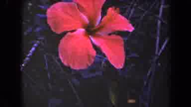 Kauai Hawaii USA (1944): A Beautiful Red Hibiscus Flower And A Vibrant Orange