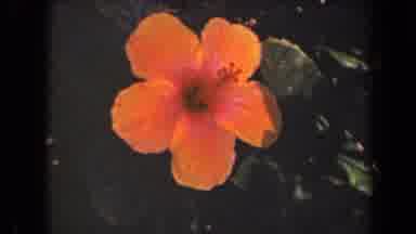 Kauai Hawaii USA (1944): Perfectly Beautiful Bright Orange And Pink Hibiscus