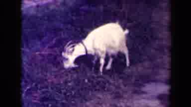 France (1945): White Goat Eating Green Grass Very Peaceful In Old Quiet Town