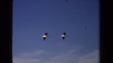 Netherlands (1946): Roaming Seagulls Flying Near The Ocean In Search For Food