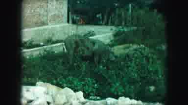Kansas City Missouri (1959): Animals Eating Grass Outside Surrounded By Rocks And