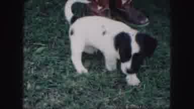 Kansas City Missouri (1959): Adorable Puppy Plays At The Feet Of A Child Wearing