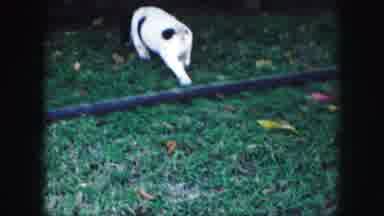 Kansas City Missouri (1959): Black And White Puppy Free Roaming The Yard