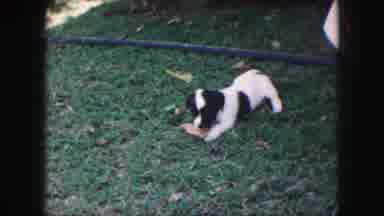 Kansas City Missouri (1959): A Small Black And White Puppy Playing With A Leaf On