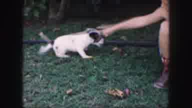 Kansas City Missouri (1959): Child Playing With A Puppy