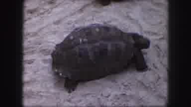 Kansas City Missouri (1959): Nine Turtles Eating Together In A Straight Line