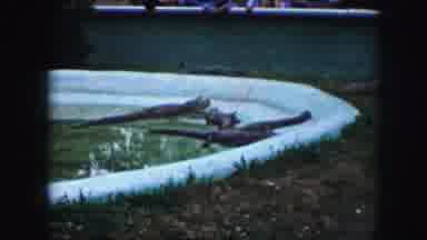 Kansas City Missouri (1959): Alligators Or Crocodiles Resting In Pool And Turtles