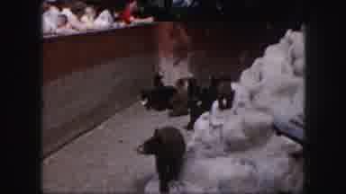 Kansas City Missouri-1959: A Group Of People Feeding Baby Bears At The Local Zoo