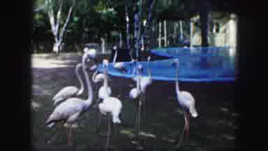 Kansas City Missouri (1959): A Family Of Flamingos Free Roaming Zoo Grounds With A