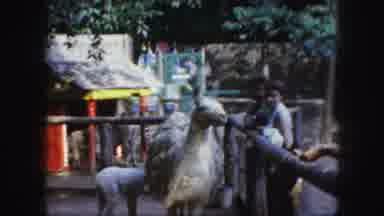 Kansas City Missouri (1959): Llama Excitedly Eating Food From Friendly Children At