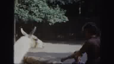 Kansas City Missouri (1959): The Whole Family Is At The Zoo Feeding The Llamas