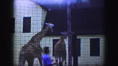Kansas City Missouri (1959): Family Picnic At The Zoo Where Giraffes Roamed Behind