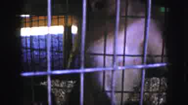 Kansas City Missouri (1959): Rowdy Animals In A Cage