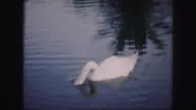 Kansas City Missouri (1959): Swan Swimming In The Lake While A Girl Watches