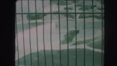Kansas City Missouri (1959): Polar Bear Swimming In Circles