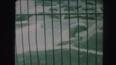 Kansas City Missouri (1959): Polar Bear At A Zoo Swimming In Circles And A Large