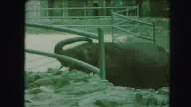 Kansas City Missouri (1959): Depressed Zoo Elephant Impatiently Exploring Barron