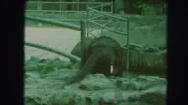 Kansas City Missouri (1959): Baby Elephant Eating Searching Starving Food Zoo Near