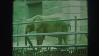 Kansas City Missouri (1959): An Elephant Plays In The Sand