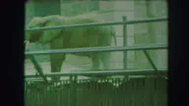 Kansas City Missouri (1959): An Elephant Is Standing Behind The Fence And Boy