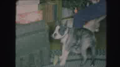 Kansas City Missouri (1959): A Small Dog Running Around And Jumping Up To The Hand