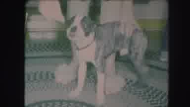 Kansas City Missouri (1959): Person Reassuring Frightened Gray And White Dog With
