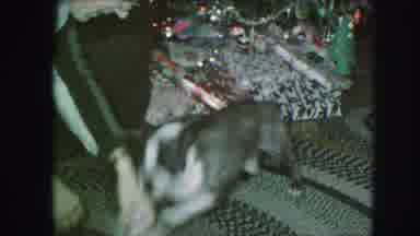 Kansas City Missouri (1959): Dog Playing With Toy Under Christmas Tree