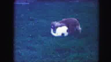 Kansas City Missouri (1959): Two Dogs Playing With Each Other In The Grass One Is