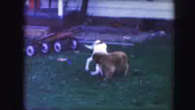 Kansas City Missouri (1959): White Dog Playing With Brown Dog In Yard Near A Wagon
