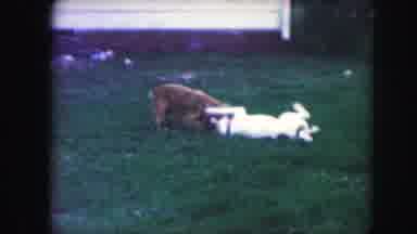 Kansas City Missouri (1959): A Brown And A White Dog Playing On A Lush Green Lawn