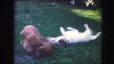 Kansas City Missouri (1959): Dogs Playing In The Backyard On A Clear Day