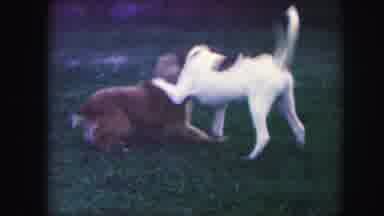 Kansas City Missouri (1959): 2 Dogs Playing