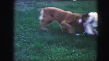 Kansas City Missouri (1959): Two Small Dogs Playing On Grass Then Several Children
