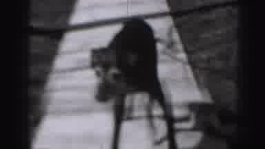 Harrisburg Pennsylvania USA (1975): Dog Walks On Sidewalk Wagging Tail On A Bright