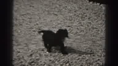 Harrisburg Pennsylvania USA (1975): Happy Small Black Puppy Wagging Its Tail As It