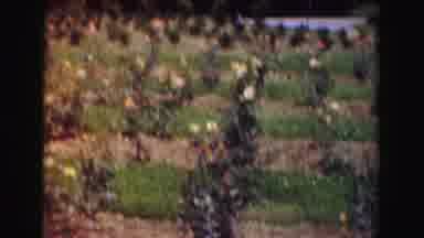 Washington DC (1975): The Woman Is Showing Her Garden With Red Pink Yellow And