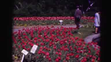 Washington DC (1975): A Garden Full Of Tulips Along Side A Man Made Pond