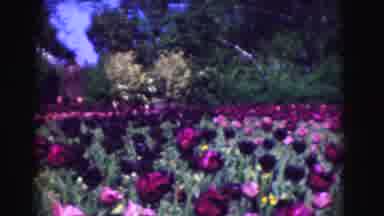 Washington DC (1975): Woman Standing At The Edge Of A Fully Grown Beautiful Rose