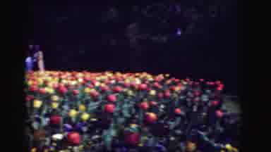 Washington DC (1975): Flower Field With Family Nearby