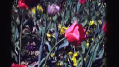 Washington DC (1975): Red And Purple Tulips Blooming On A Bright Sunny Day