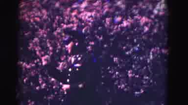 Washington DC (1975): Big Flowers Tree Been Shot By Old Video Technology Looks