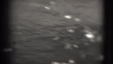 Washington DC (1975): A Group Of Ducks Swimming In The Lake