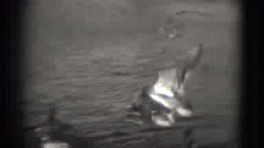 Washington DC (1975): Feeding The Foul"Duck Duck Goose?"