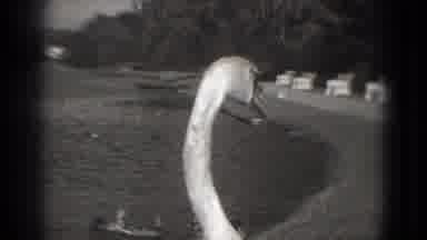 Washington DC-1975: White Swan Preening At Pond In Black And White