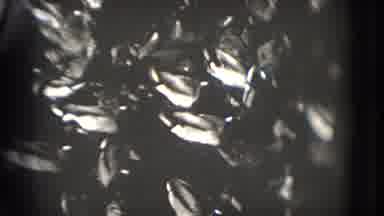 Washington DC (1975): A Bunch Of Ducks Swimming Together