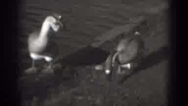 Washington DC (1975): A White Swan And A Flock Of Ducks Are Fed By A Human