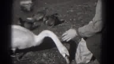 Washington DC (1975): The Duck Eating The Food